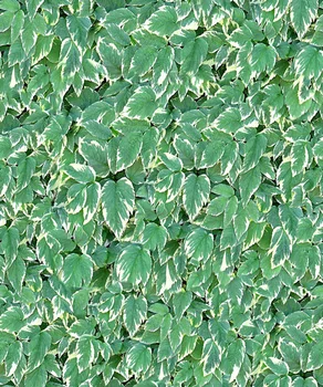 JOHNSON Žalias Lapas Lapų Pavasarį fotografijos studijoje fone Aukštos kokybės Kompiuteris spausdinti sienos fone 1