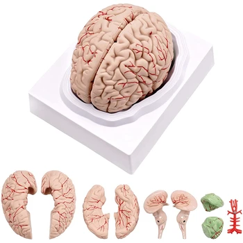Žmogaus Smegenų Modelį,Gyvenimo Dydžio Žmogaus Smegenų Anatomija Modelio Su Ekrano Bazės, Mokslo Klasėje Tyrimo & Mokymo Ekranas 0