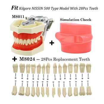 Kilgore Nissin 500 Modelis Tinka Dantų įsukimo 28Pcs Dantų Modelio Pildymo Praktikos Typodont + Vienas Komplektas Dantys + Modeliavimas Skruosto
